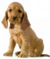 /album/fotogaleria/anglicky-kokerspaniel1-jpg/